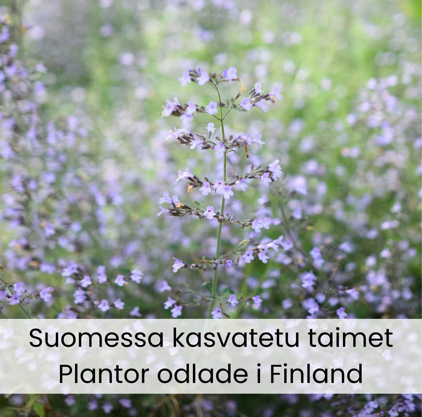 Suomessa kasvatetut perennat